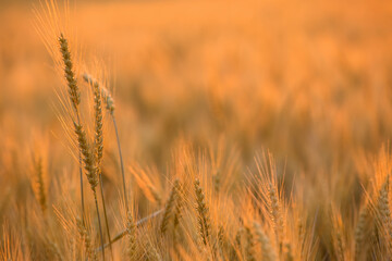 Wheat field.Beautiful natural landscape at sunset. Rural landscape under bright sunlight.Collection concept