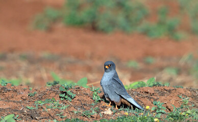 Red-footed Falcon (Falco vespertinus), Greece