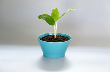 small tree in blue pots , on gray background
