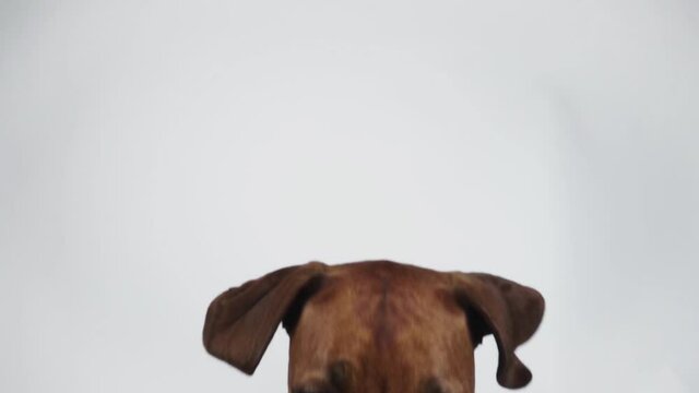 Purebred Ridgeback dog catching snack in studio