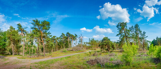 Panoramic view of wild pine tree forest near Magdeburg, Germany, sunny day