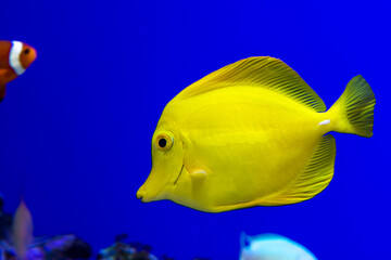 Colorful fish in Osaka Aquarium Kaiyukan in Osaka Japan