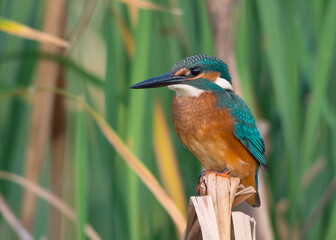 The cute kingfisher