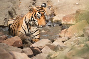 Tiger cub resting in water hole