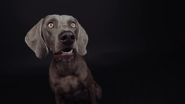 Funny Weimaraner dog catching snack in studio on black background