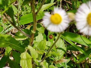 春のひなぎくとてんとう虫
