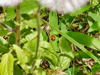 春のひなぎくとてんとう虫
