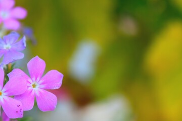 The beautiful cluster of flowers with blurry background 