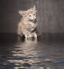 Photo Maine Coon kitten © zhagunov_a