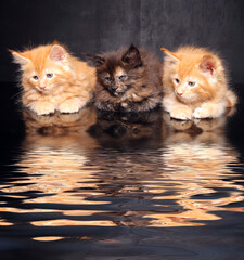 Photo Maine Coon kittens © zhagunov_a