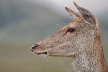 Deer portrait in Scotland