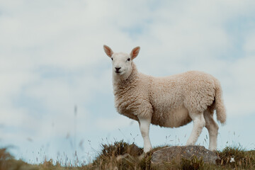 Lamb in the highlands, Scotland. Isle of Skye.