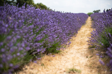 path through lavender fields, flowers