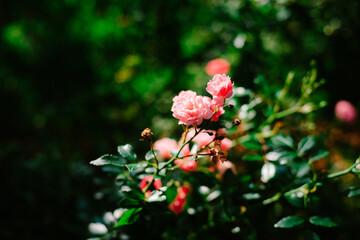 carnation flowers with leaves in background