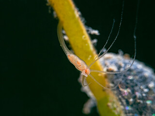 Freshwater Polyp, Süsswasser Polyp (Hydra viridissima)