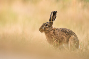 Hase