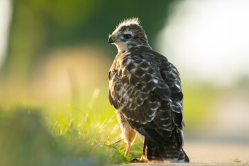 junger Bussard