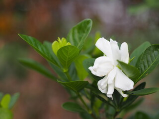 white flower Gardenia jasminoides cape jasmine, jessamine or jasmin blooming with shiny green leaves and heavily fragrant in garden on blurred of nature background