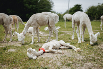 Adorable Alpacas