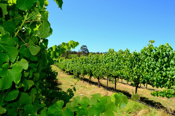 Fototapeta na wymiar Australian vineyards