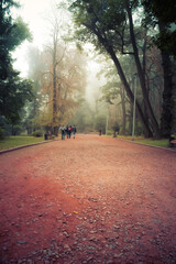 Obraz premium Long tree alley with a footpath disappearing in fog. People walk along the alley and disappear in the fog. Autumn