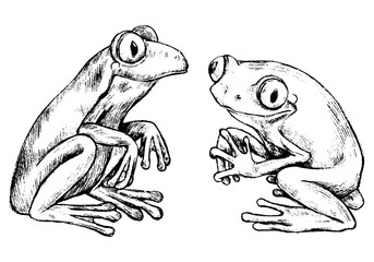 Hand drawn vector illustration set. Two red-eyed tree frogs. Realistic cute reptiles outline collection isolated on white. Wild animals sketches. Elements for design poster, print, postcard, t-shirt.