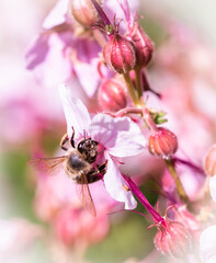 Geranium macrorrhizum, pollinated by a bee. Beautiful hardy flowering garden flowers attracting many bees and humblebees.