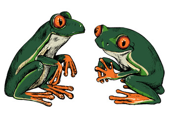 Hand drawn vector illustration set. Two red-eyed tree frogs. Realistic cute reptiles colored collection isolated on white. Wild animals sketches. Elements for design poster, print, postcard, t-shirt.