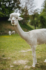 Obraz premium Adorable Alpacas