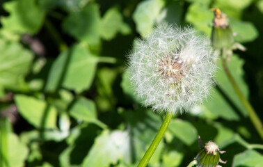 Dandelion close up with soft color and shallow focus