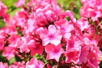 Pink "Garden Phlox" flowers (or Perennial Phlox) in Innsbruck, Austria. Its scientific name is Phlox Paniculata, native to USA and Canada. 