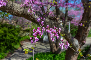 Small Park Beauty