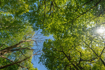 Forest looking up