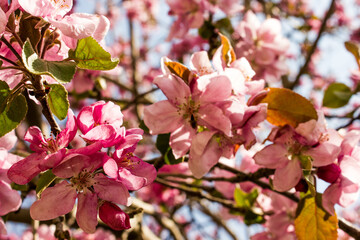 apple tree flowers, gentle natural background with spring vegetation