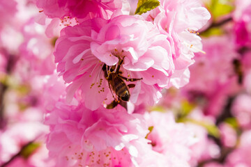bee pollinates pink flower on flowering tree in spring, colorful background with image of insect and vegetation