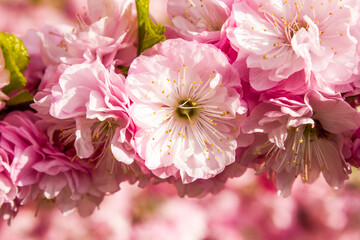 branch of pink spring flowers blooming in garden, gentle decorative natural background with vegetation