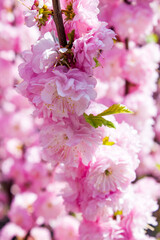 branch of pink spring flowers blooming in garden, gentle decorative natural background with vegetation