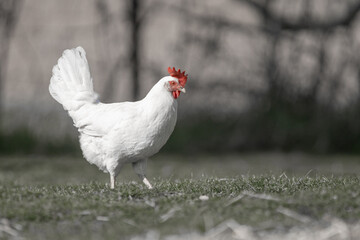 Huhn