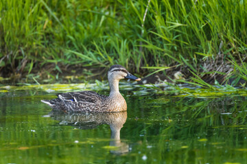 池の水面を泳ぐカモ