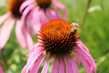 "Pale Purple Coneflower" (or Echinacea) with bee on it in Innsbruck, Austria. Its scientific name is Echinacea Pallida, native to USA. 