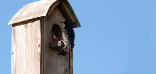 a Starling feeds its Chicks, a banner with space for text, the concept of motherhood, care