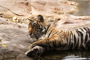 Noor Tiger cub resting near a  water hole