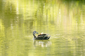 池の水面を泳ぐカモ