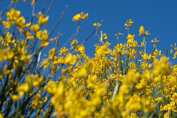 Gorse in bloom with blurred background