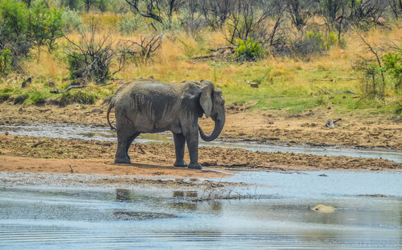 A lone isolated elephaant drinking water from a waterhole in hot summer