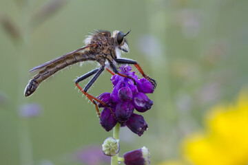Macro shot of a robber fly on nature background