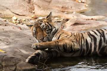 Tigeress (Noor) resting