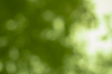 Abstract green bokeh defocused natural background