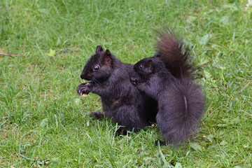 Baby black squirrel with mother eating peanuts