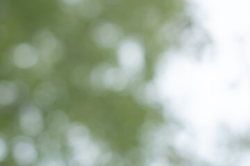 Abstract green bokeh defocused natural background